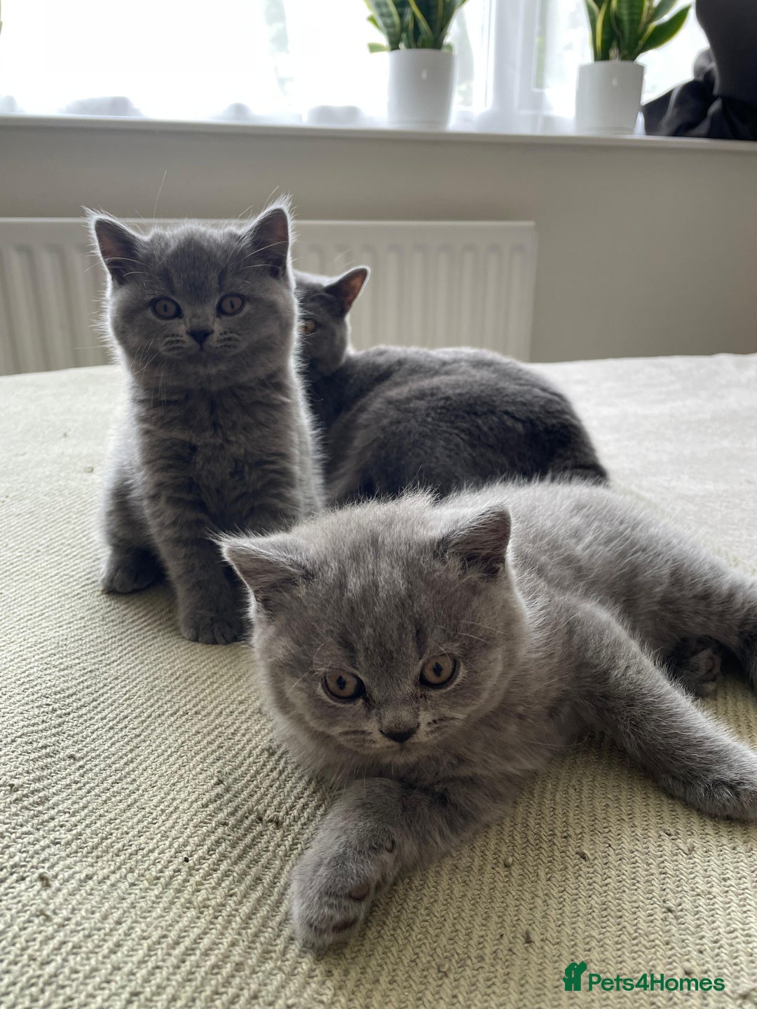 British Shorthair cats for sale: CHAMPION BSH PEDIGREE GCCF REGISTERED  - Image 11