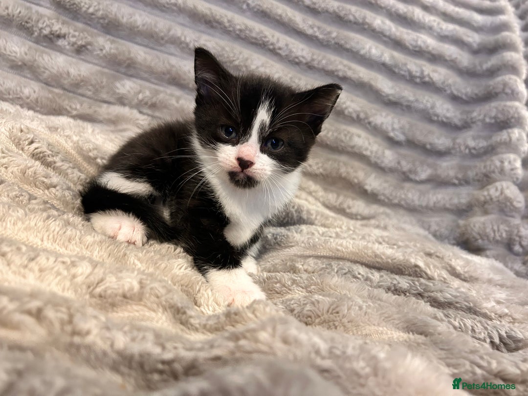 Mixed Breed cats for sale: 3 kittens for sale  - Advert 5