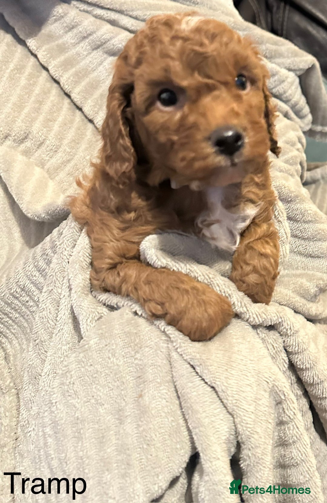 Cavapoo dogs for sale: 1 boy left! Ready 11th December Red F1BB Cavapoo   - Advert 8