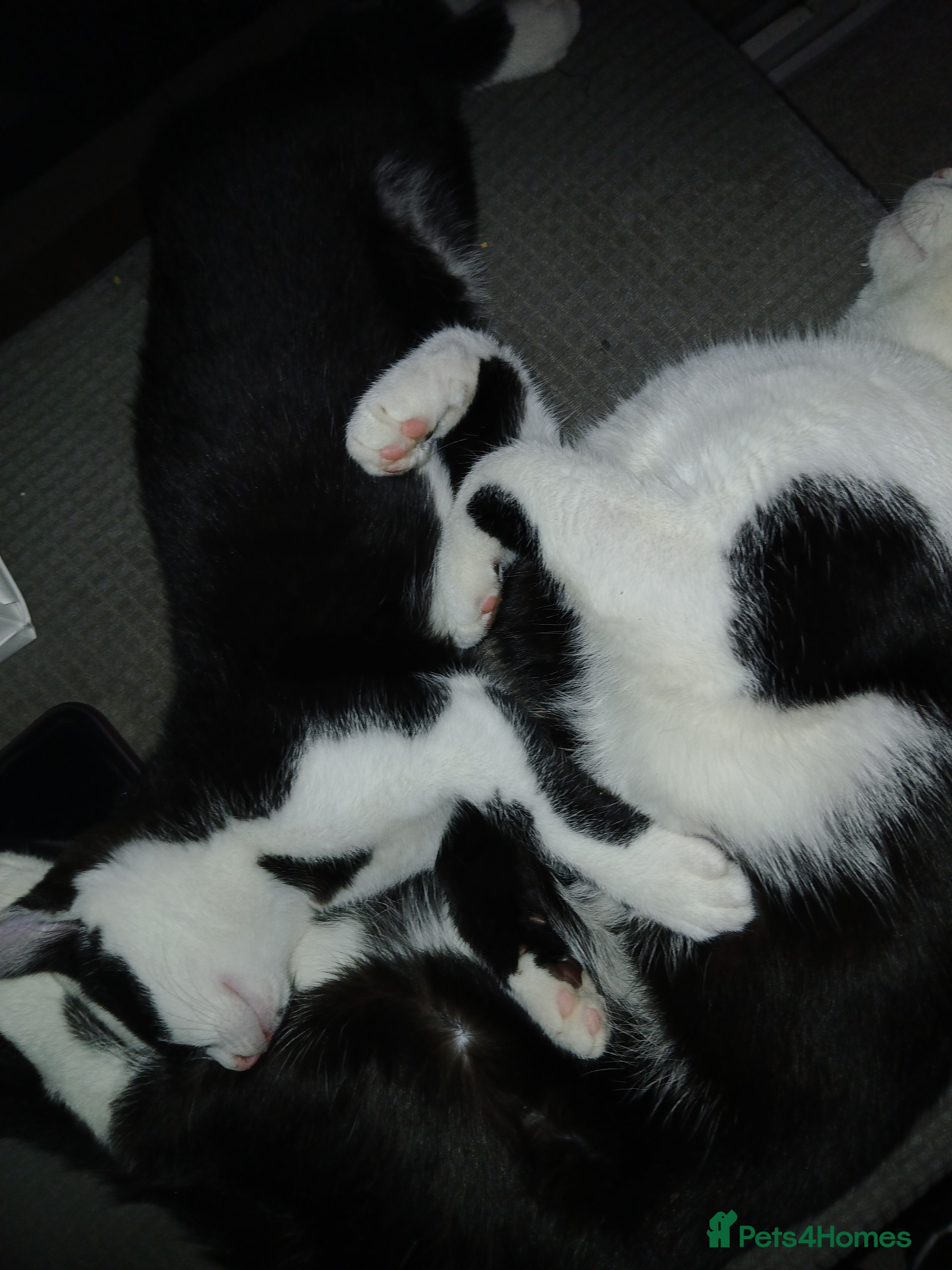 Mixed Breed cats 3 beautiful kittens  - Advert 1