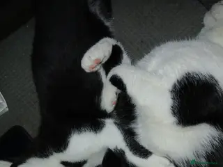 Mixed Breed cats 3 beautiful kittens - Advert 1