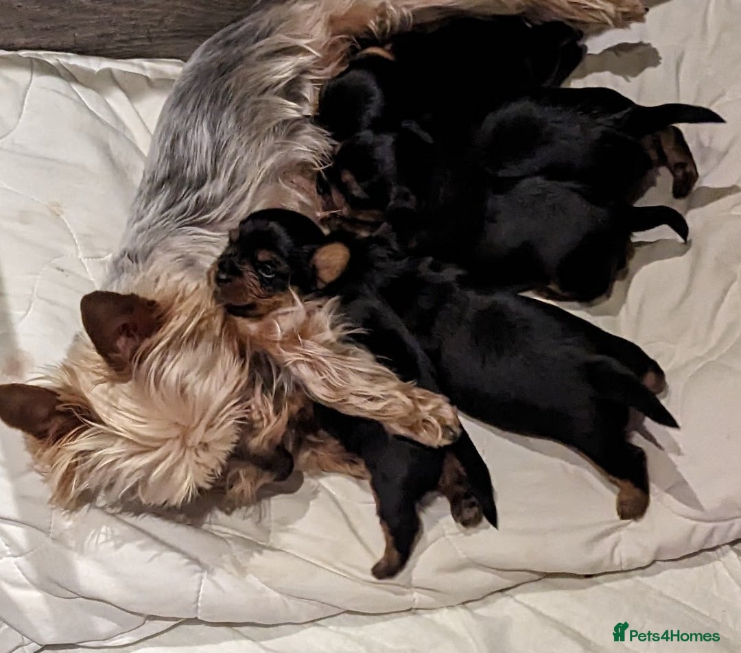 Yorkshire Terrier dogs for sale: Stunning yorkshire terriers for sale - Image 23