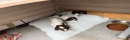 English Springer Spaniel dogs for sale: PEDIGREE WORKING SPRINGER SPANIEL PUPPIES in Grantown-on-Spey - Advert 3