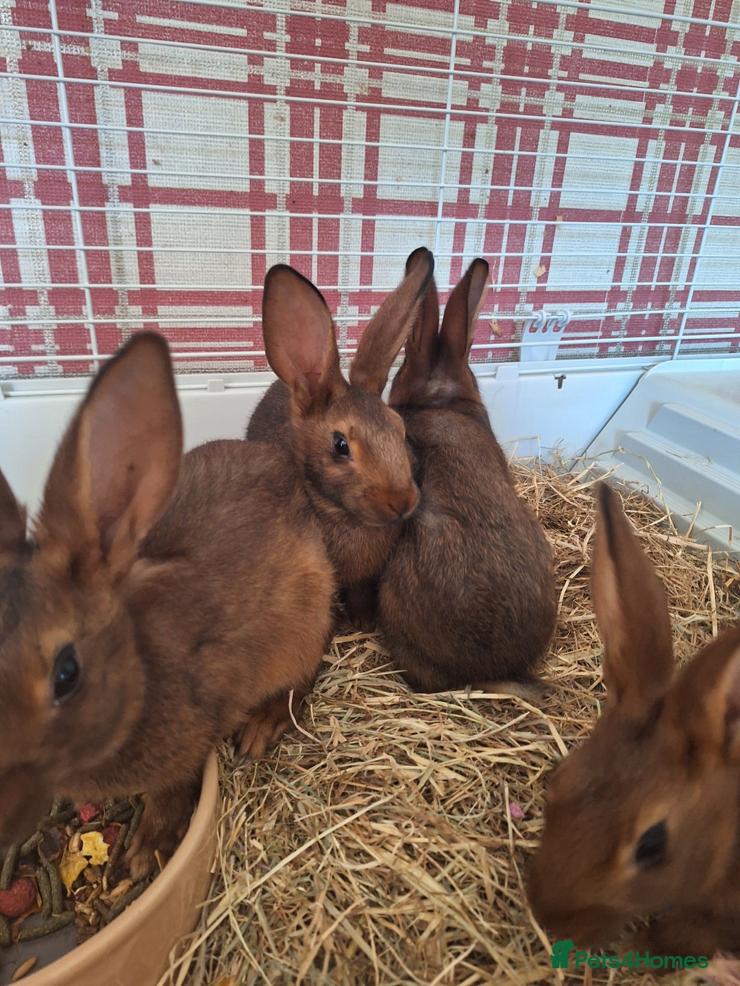 Belgian Hares rabbits for sale: Pure Belgian Hare babies for sale - Advert 6