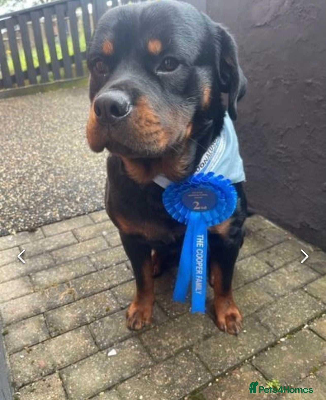Rottweiler dogs WELL PROVEN STUD in Halifax - Advert 5