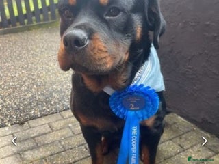 Rottweiler dogs WELL PROVEN STUD in Halifax - Advert 7