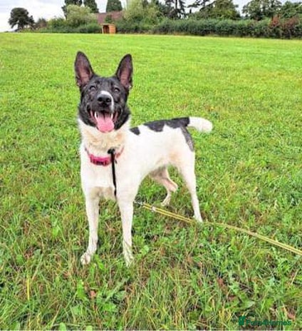 Mixed Breed dogs in Kidderminster - Advert 12