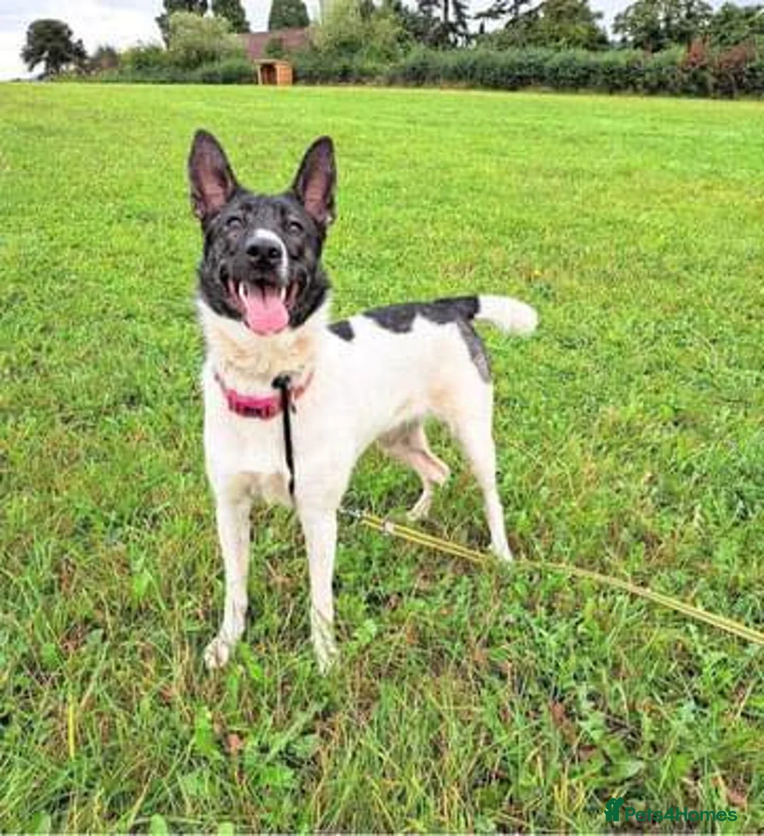 Mixed Breed dogs for adoption: Daisy - loves so hard. She just wants the same in Kidderminster - Advert 2