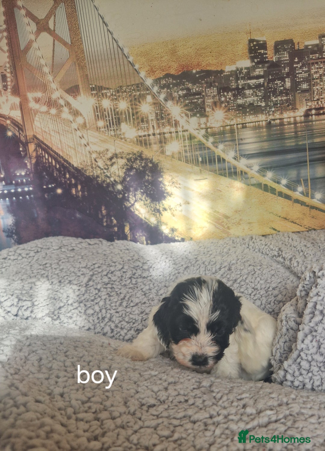 Cockapoo dogs for sale: 4 outstanding cockerpoos  - Image 5