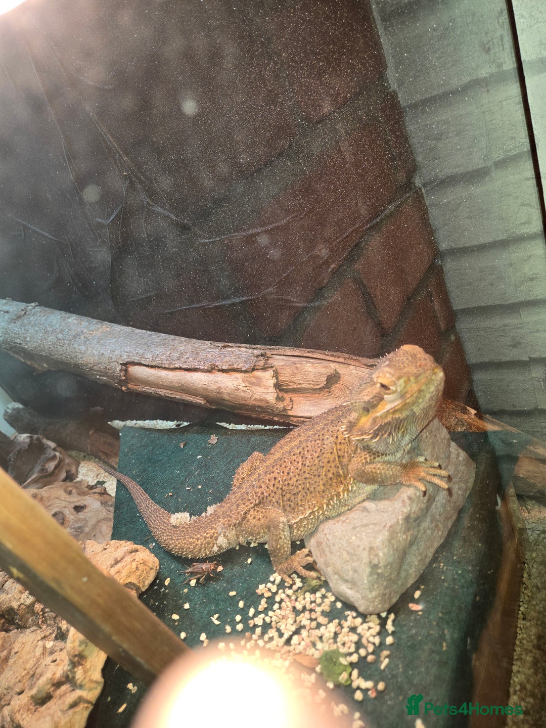 Bearded Dragon reptiles for sale: Bearded Dragon  - Image 3