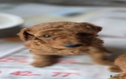 Miniature Poodle dogs for sale: MINIATURE POODLE PUPPIES - Image 18