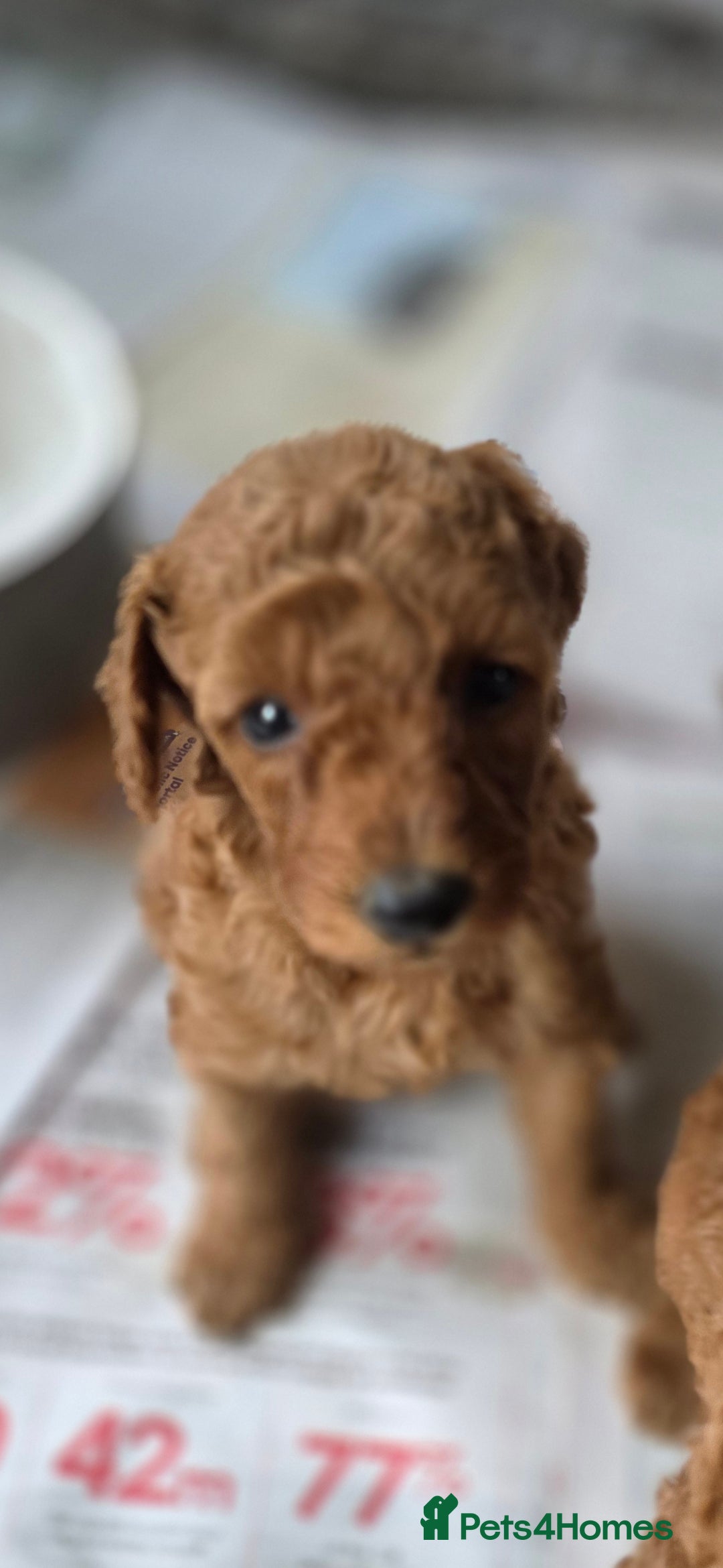Miniature Poodle dogs for sale: MINIATURE POODLE PUPPIES - Image 18
