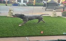 Staffordshire Bull Terrier dogs for sale: LILO .. blue female .READ ALL THE ADD  - Image 3