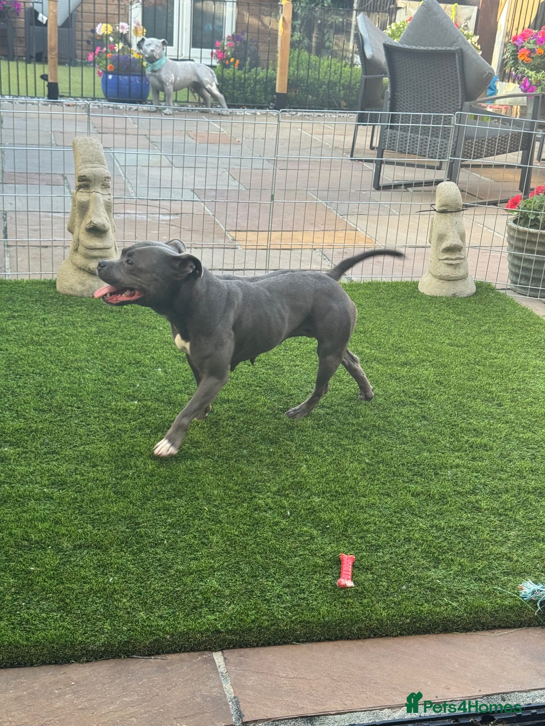 Staffordshire Bull Terrier dogs for sale: LILO .. blue female .READ ALL THE ADD  - Image 3