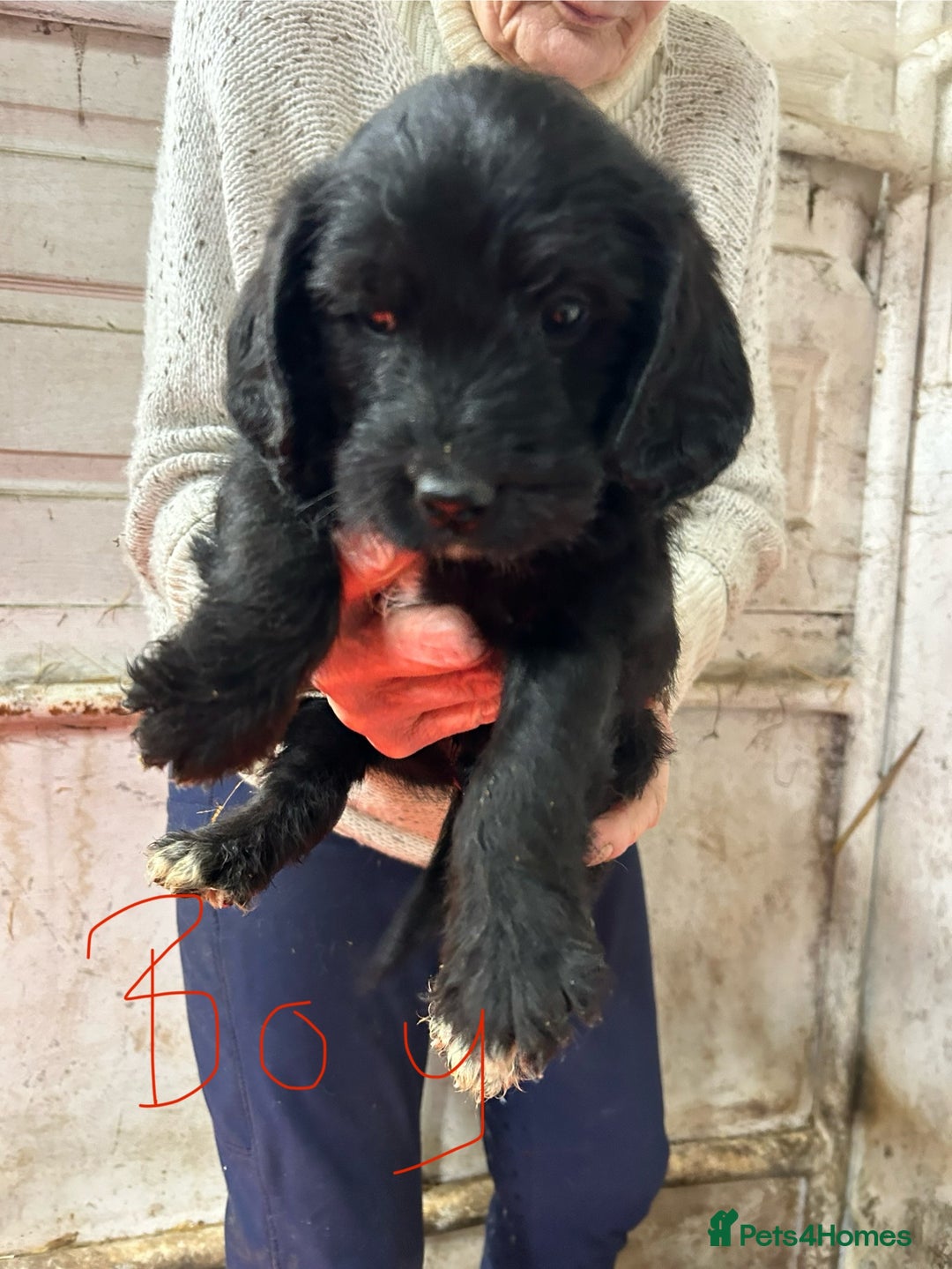 Mixed Breed dogs for sale: Cavapoo Puppies - Advert 34