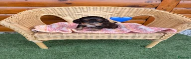 Cocker Spaniel 4