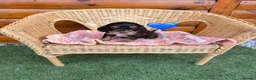 Cocker Spaniel dogs for sale: Kc reg Show type cocker spaniels  - Advert 3