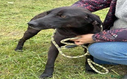 Mixed Breed dogs for adoption: LOLA -affectionate girl/ friendly/loving/happy - Image 2