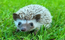 Pygmy Hedgehog rodents for sale: African Pygmy Hedgehog Hoglets  - Image 5