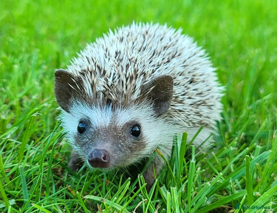 Pygmy Hedgehog rodents for sale: African Pygmy Hedgehog Hoglets  - Image 5
