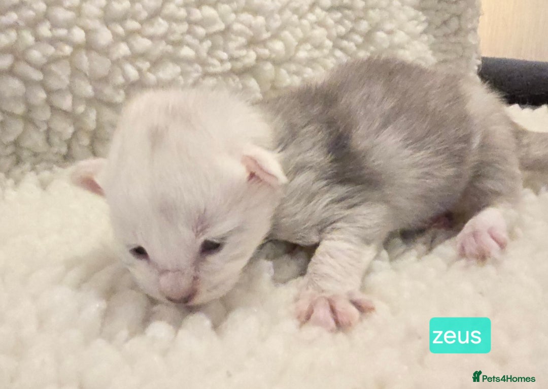 Maine Coon cats for sale: Maine Coon Kittens Smokes Large Russian Lines - Image 22
