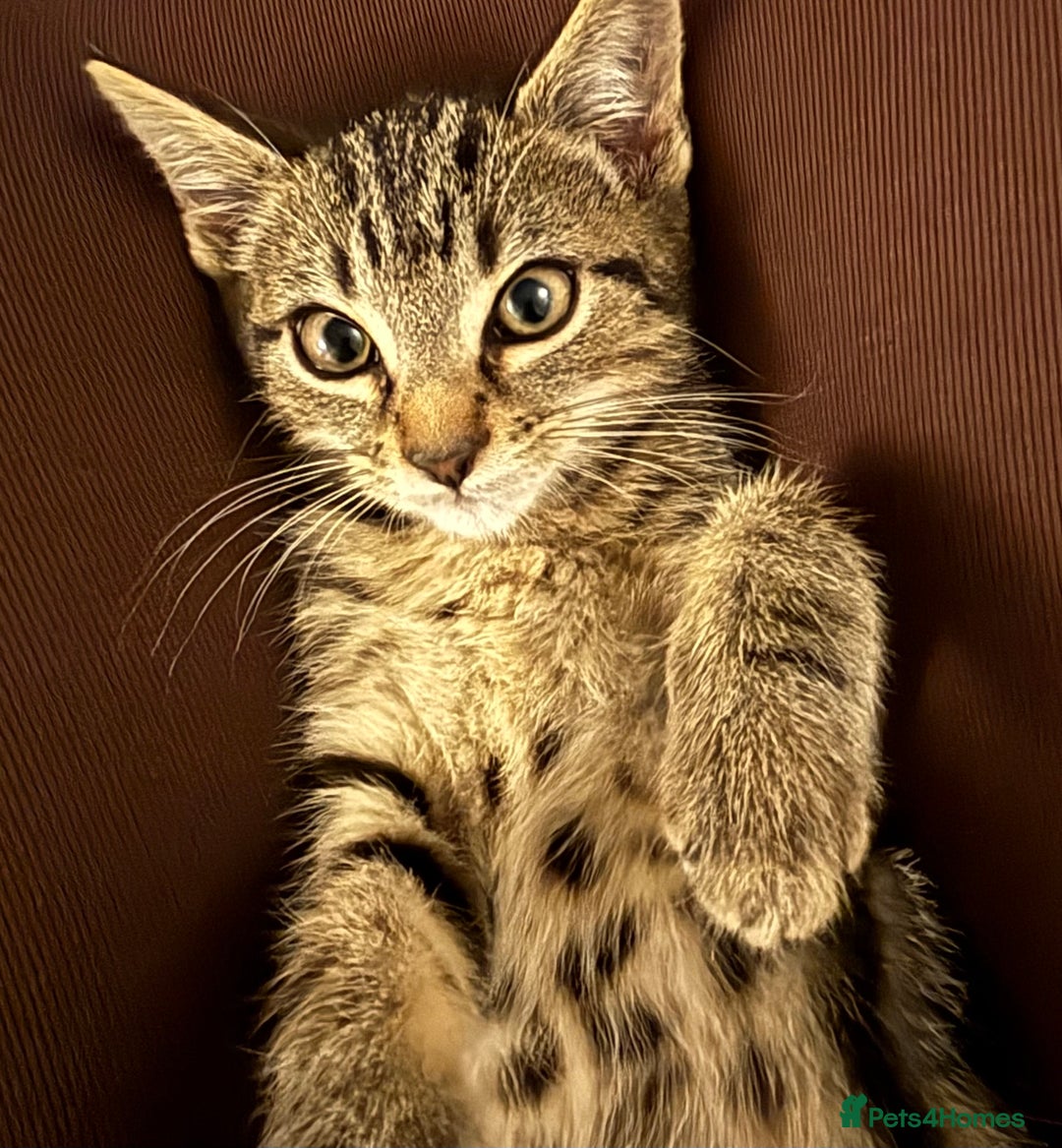Domestic Shorthair cats for sale: Kitten in need of forever home - Image 3