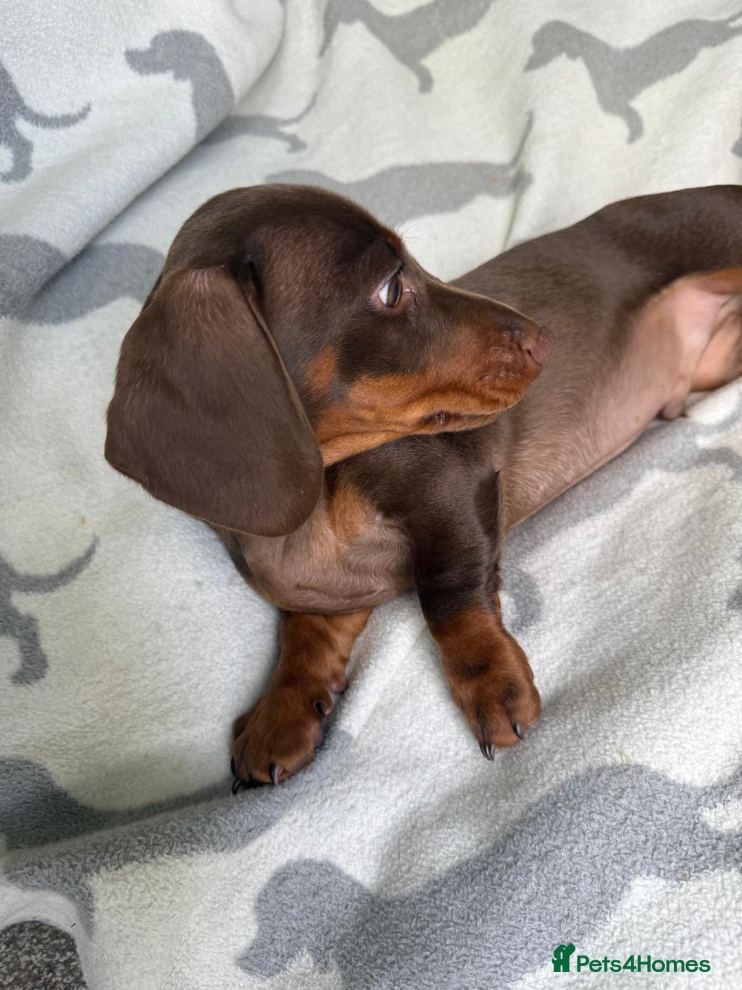 Dachshund dogs for sale: PERFECT MINIATURE DACHSHUNDS BABIES 🐶 - Image 6