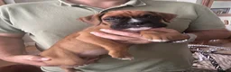 Boxer dogs for sale: READY NOW- Stunning boxer puppies - Advert 23
