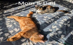 Bengal cats for sale: Male kitten Bengal X Calico  - Image 7