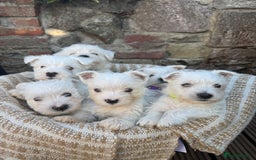 West Highland Terrier dogs for sale: West highland terrier  - Image 2