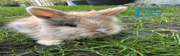 Lionhead rabbits for sale: Lionhead Rsbbits for sale  - Advert 3