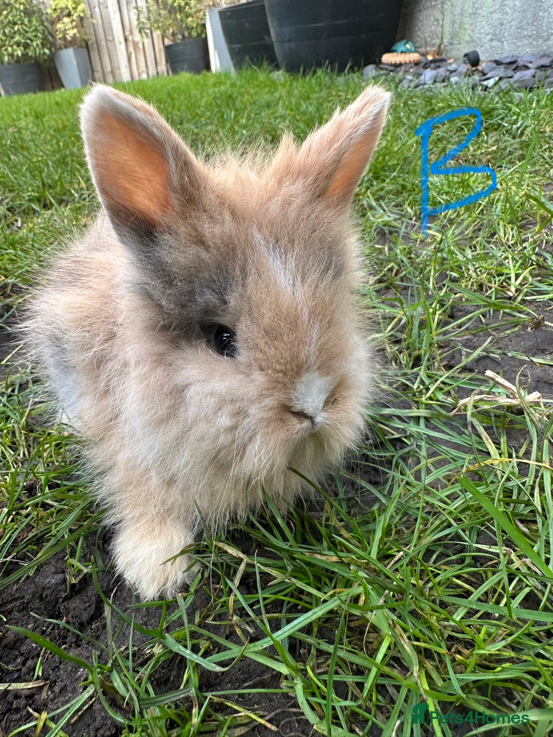Lionhead rabbits for sale: Lionhead Rsbbits for sale  - Advert 3