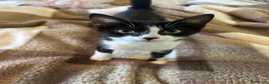 Domestic Shorthair 1