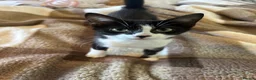 Domestic Shorthair cats for sale: Brother and Sister Kittens - Advert 2