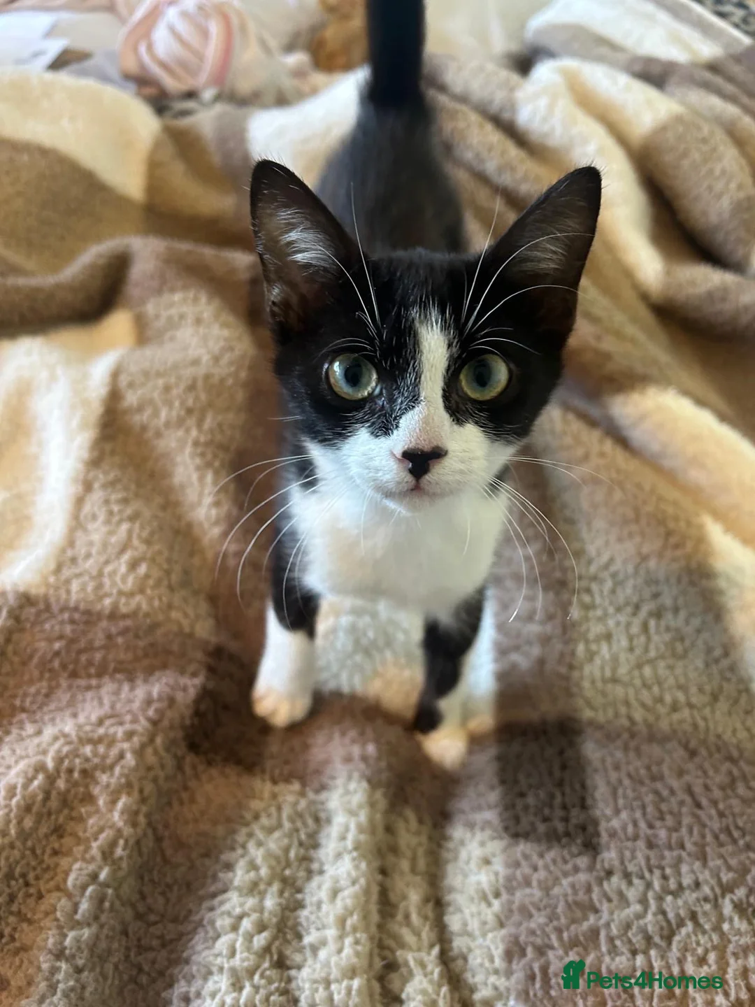Domestic Shorthair cats for sale: Brother and Sister Kittens - Advert 2