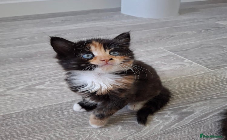 Maine Coon cats - Advert 1