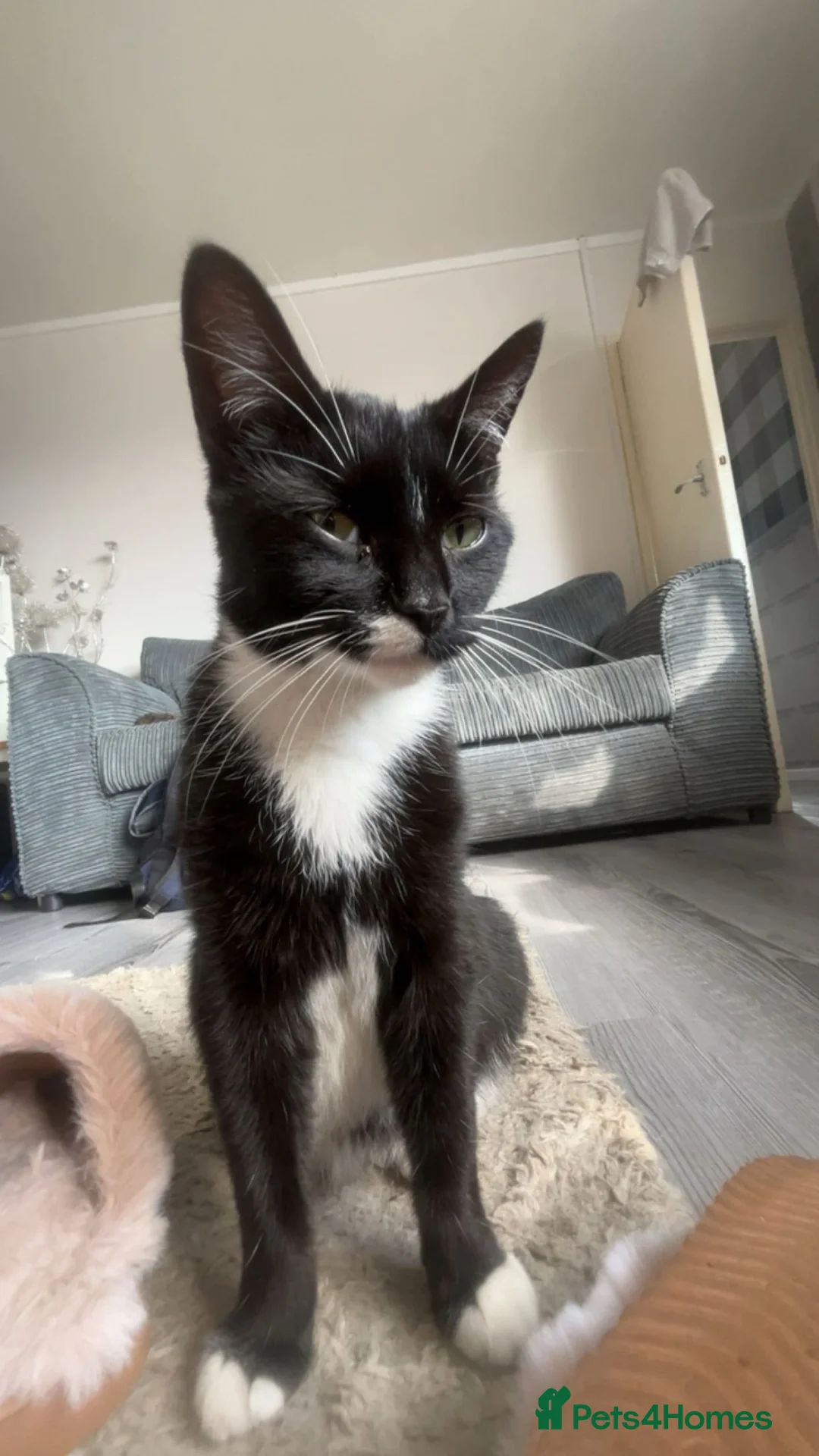 Domestic Shorthair cats for sale: 8 week old kittens  - Advert 1