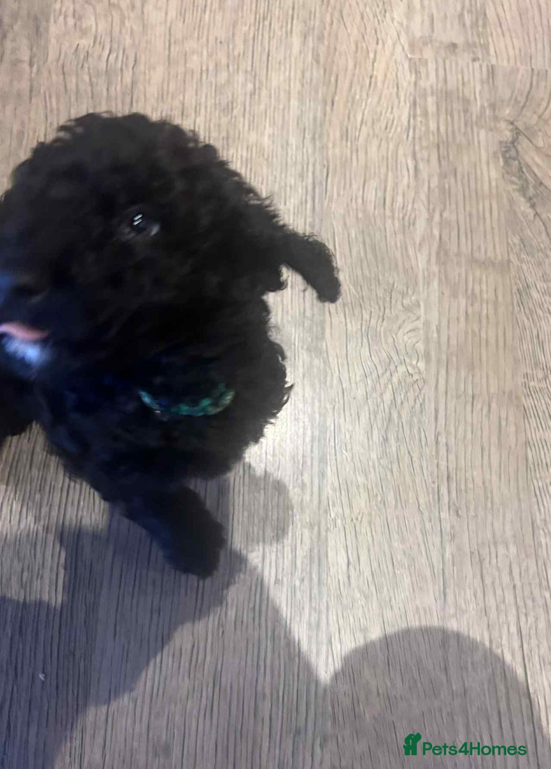 Labradoodle dogs for sale: Beautiful F1B Labradoodle Puppies, Ready now - Advert 19