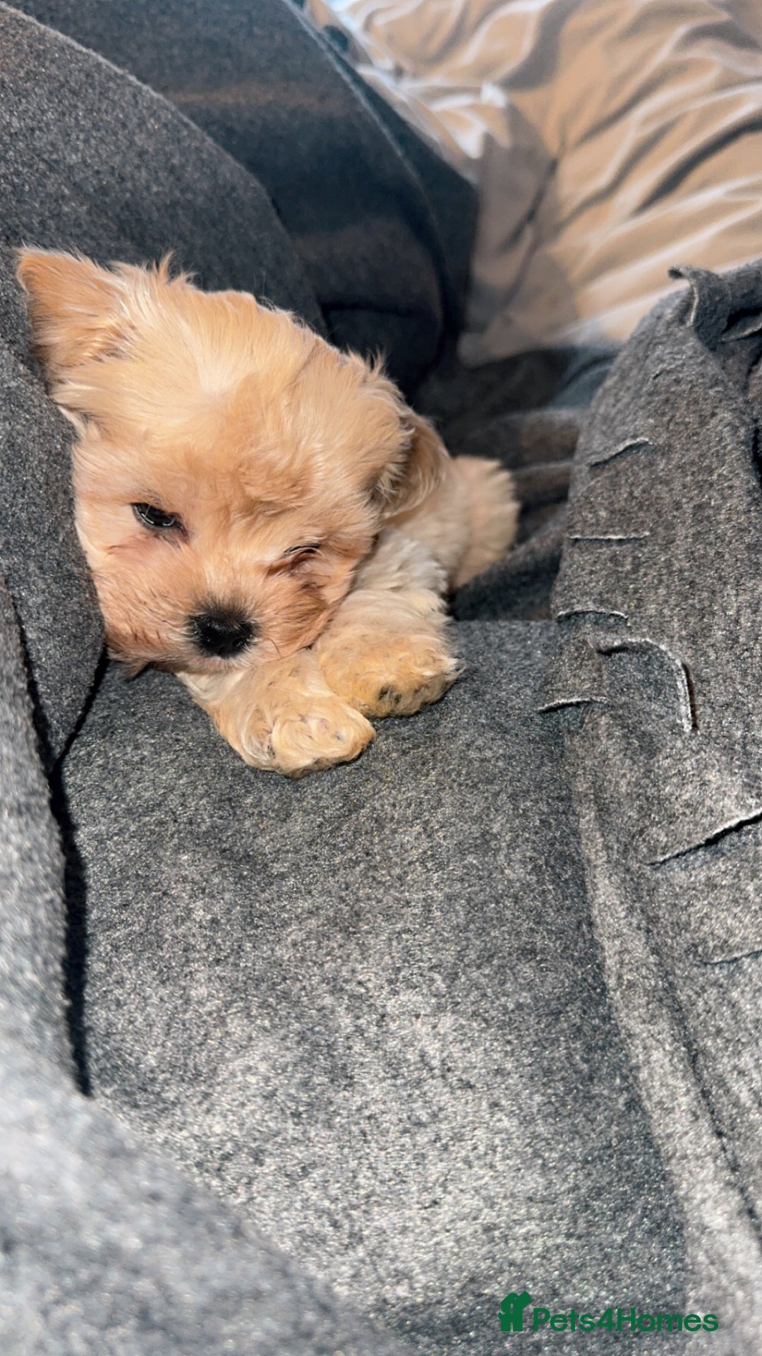 Maltipoo dogs for sale: Beautiful Maltipoo With All Essentials £750 - Advert 2