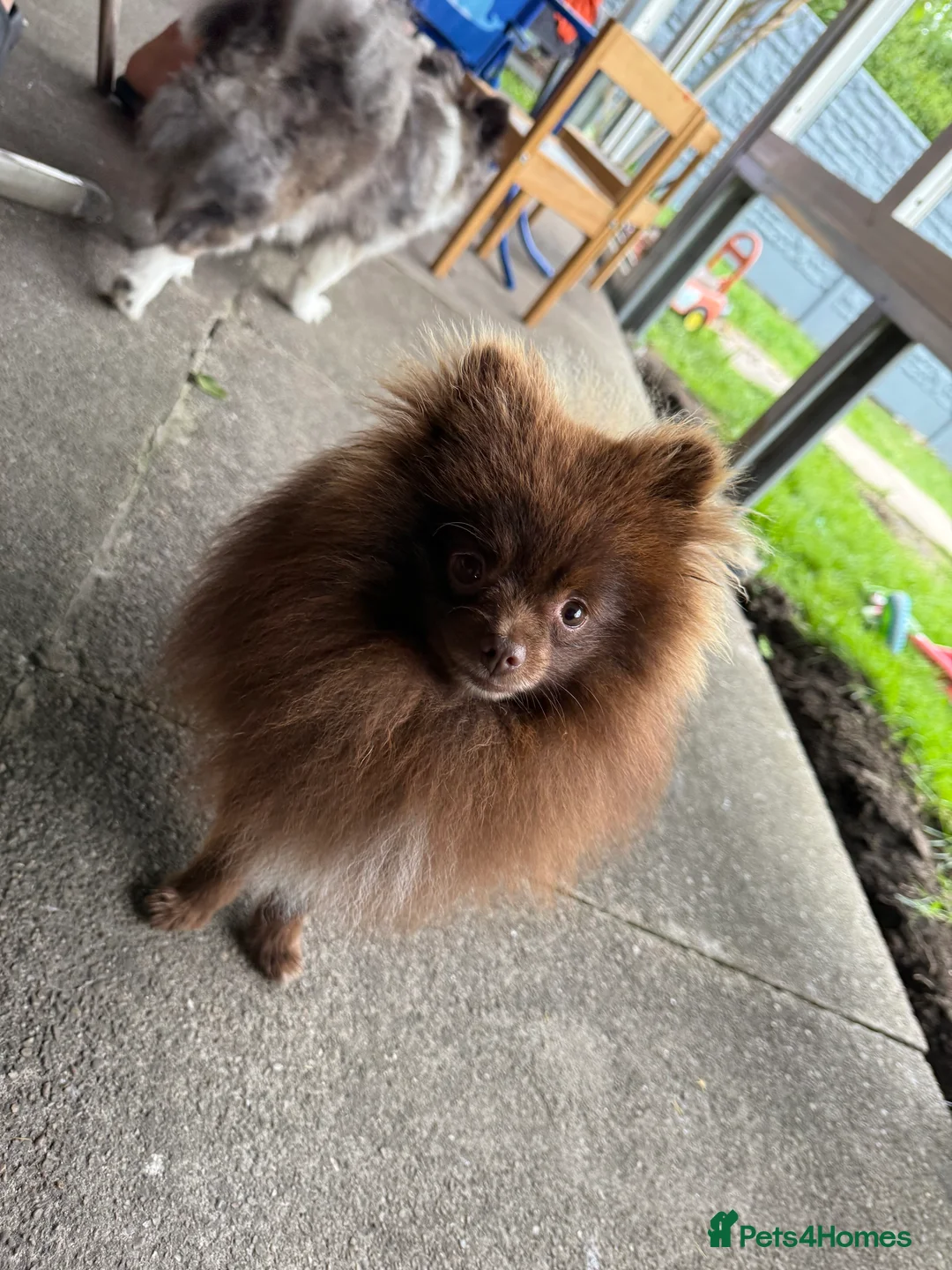 Pomeranian dogs for stud: Pomeranian Stud  - Advert 5