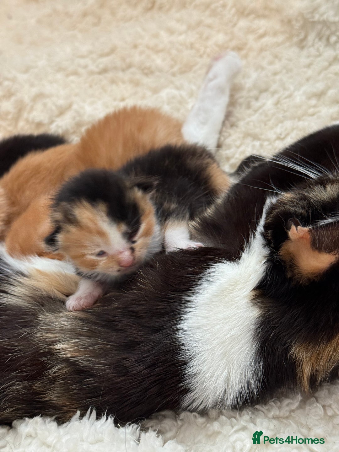 Domestic Shorthair cats for sale: 8 Bundles of joy - Image 18
