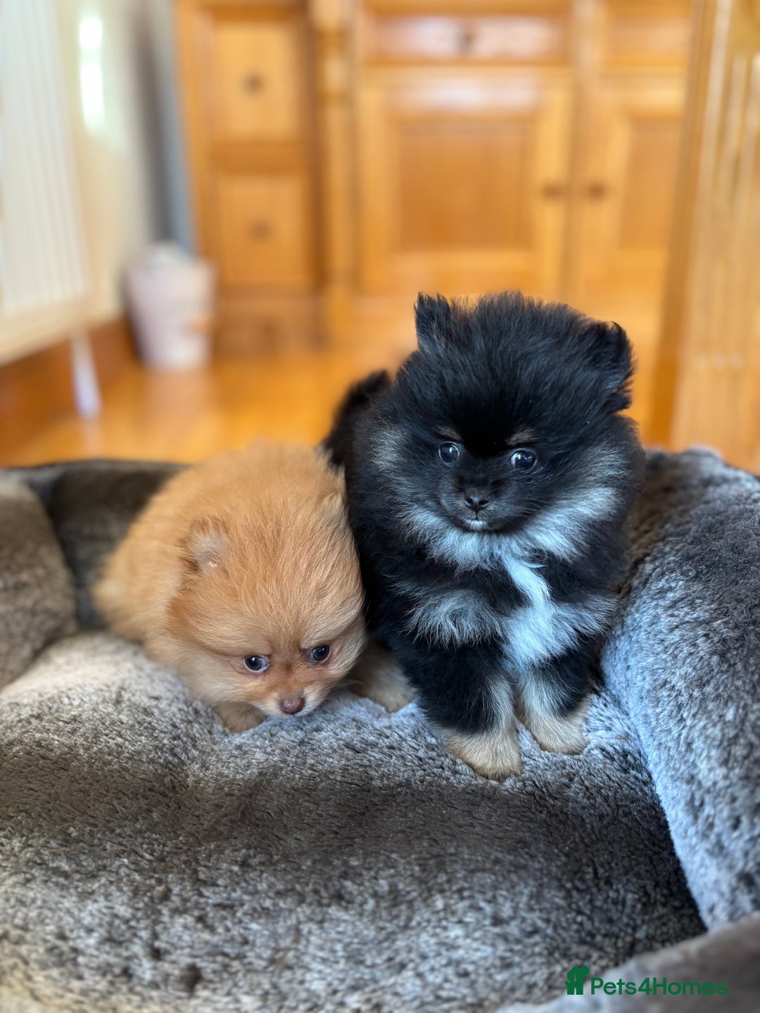 Pomeranian dogs for sale: Stunning Orange Boy - Advert 5