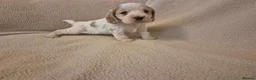 Cocker Spaniel dogs for sale: Stunning Health Tested Cocker Spaniels  - Advert 9