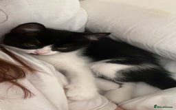 Persian cats for sale: Male Half Persian Kitten  - Image 2