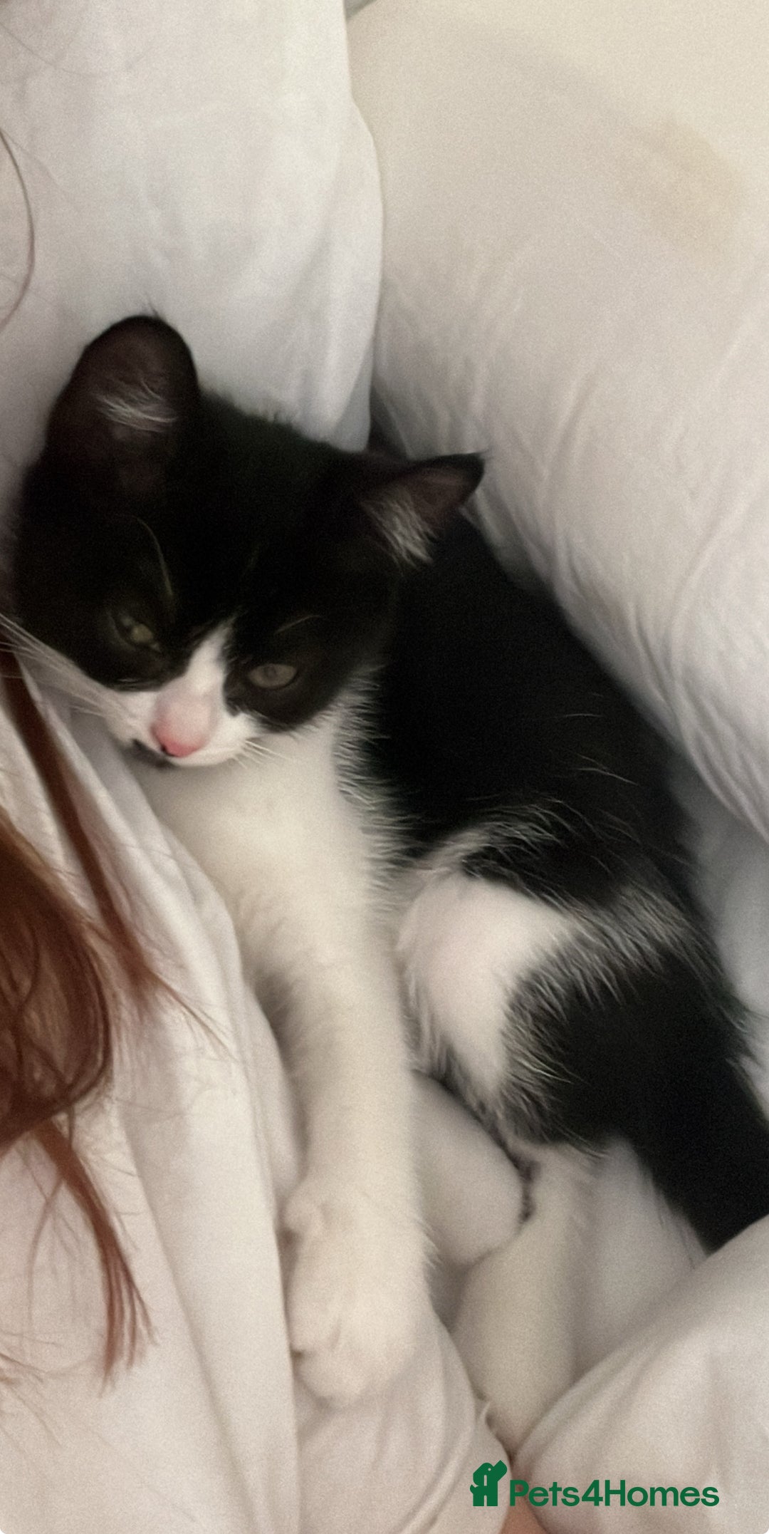 Persian cats for sale: Male Half Persian Kitten  - Image 2