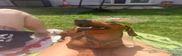 Dachshund dogs for sale: Dachshund for sale in Brandon - Advert 2