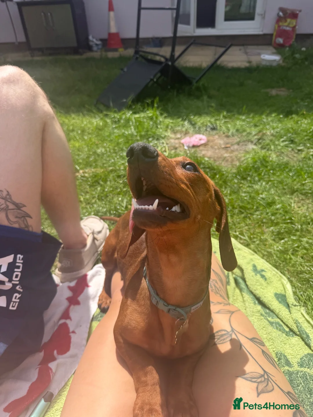 Dachshund dogs for sale: Dachshund for sale in Brandon - Advert 2