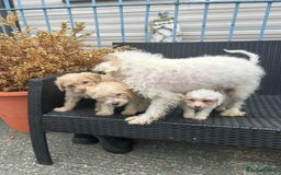 Cavapoo dogs for sale: Cavapoo puppy’s  - Advert 9