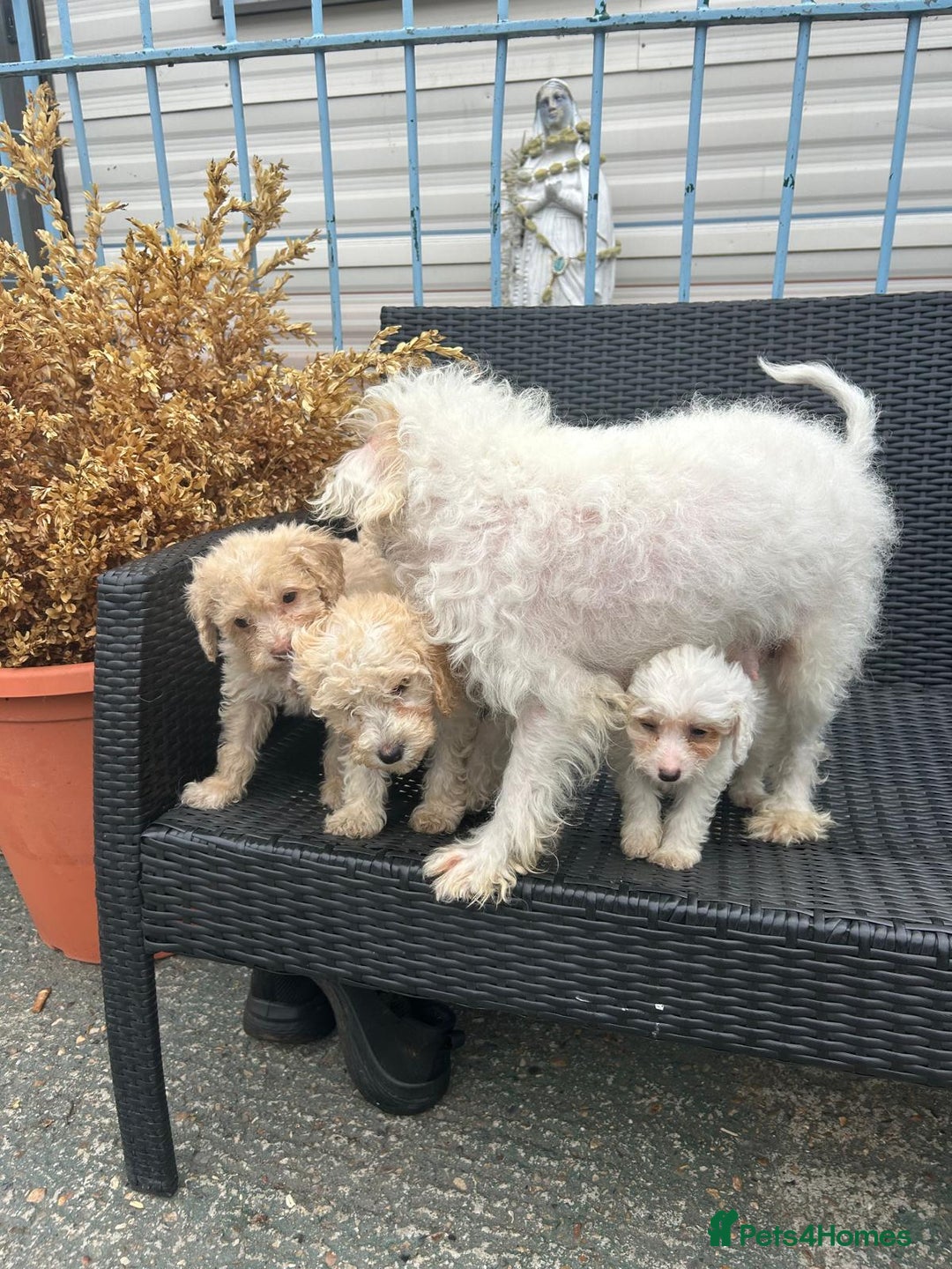 Cavapoo dogs for sale: Cavapoo puppy’s  - Advert 9