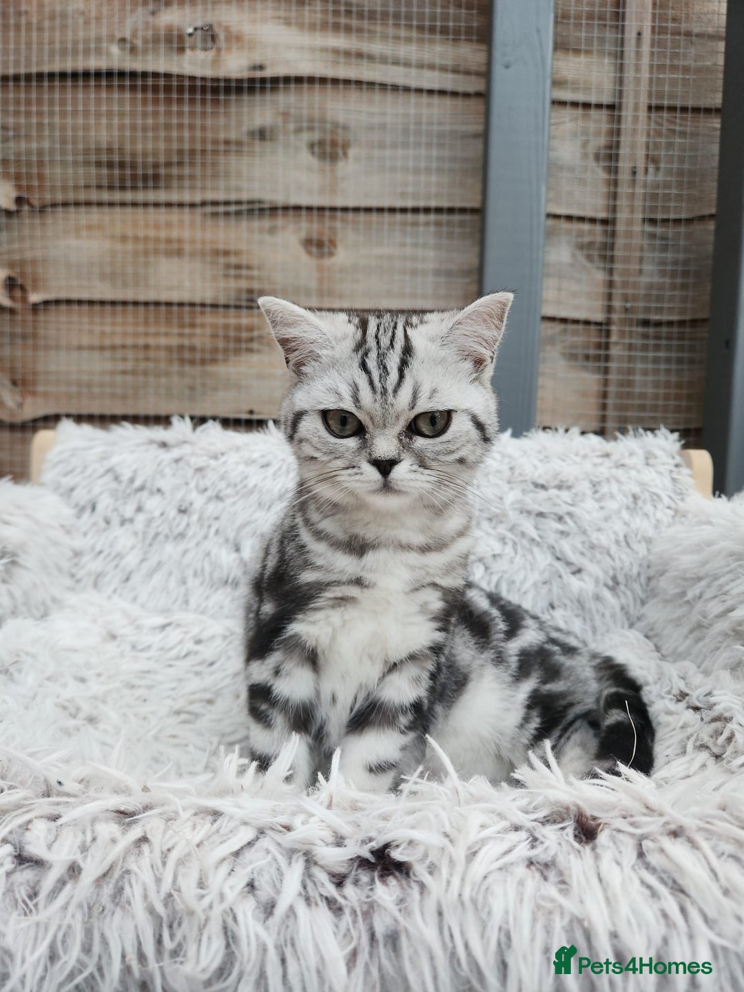 British Shorthair cats for sale: Stunning BSH Silver tabby female kitten - Image 4